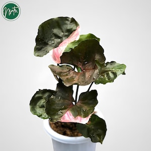 Syngonium Strawberry Ice Variegated Uniqe Plant