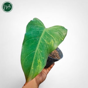 Puede incluir: Una planta verde y amarilla variegada con una sola hoja grande en una maceta negra. La planta está siendo sostenida por una mano.