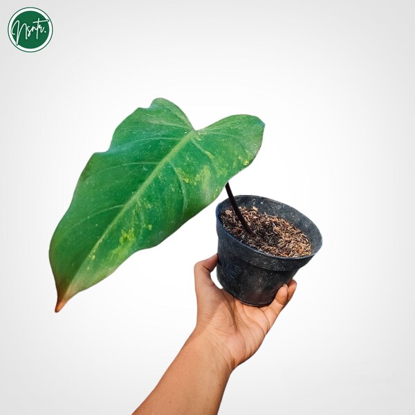 Philodendron Dark Lord, bunter Schnitt, seltene, einzigartige Pflanze