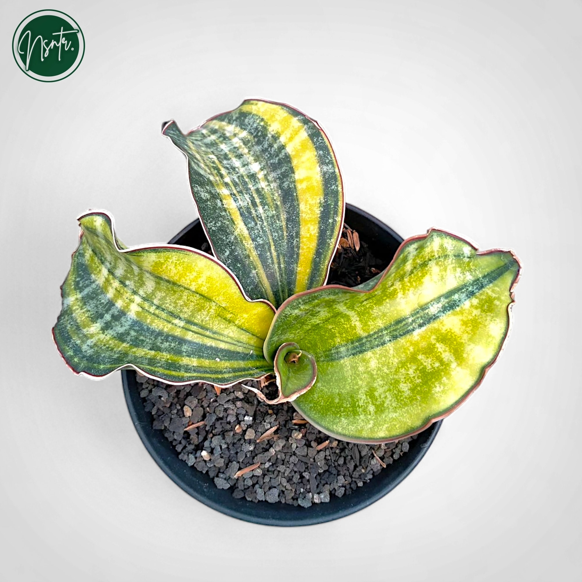 うみ◆ヘキサゴンフラワーカービング・カーネリアン×スキャポライト×あこや Sansevieria Kirkii Coral Blue Variegated Rare Uniqe Snake Plant - Etsy