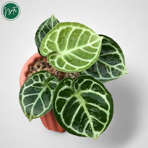 アンスリウム Zara x dorayaki ザラ x ドラヤキ（Anthurium
