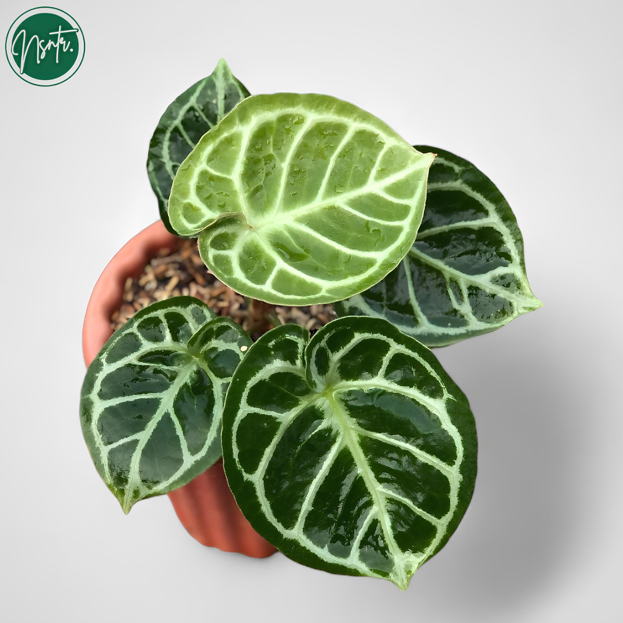 Anthurium king of spades plant - Etsy 日本