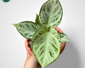 Anthurium Silver Chrome Pianta rara unica