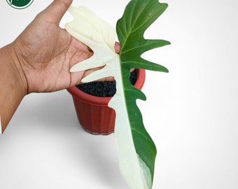 Philodendron Golden Dragon bunte Schneiden Rare Uniqe Pflanze