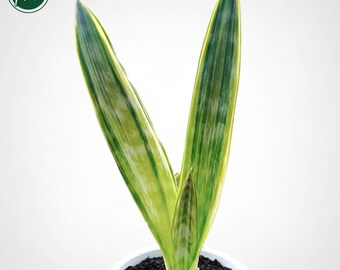 Sansevieria Sp Mecufi Mozambique Medium Size Rare Snake Plant - Etsy