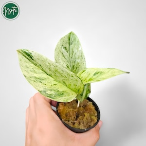Scindapsus Treubii Moonlight Mint Rare Plante Uniqe