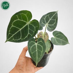 Anthurium Clarinervium Reifen seltene Uniqe Pflanze
