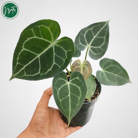 Anthurium Clarinervium Reifen seltene Uniqe Pflanze - Etsy sterreich
