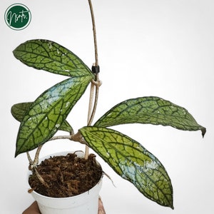 May include: A green and white variegated Hoya plant with leaves that have a distinct veined pattern. The plant is growing in a white pot with brown soil.