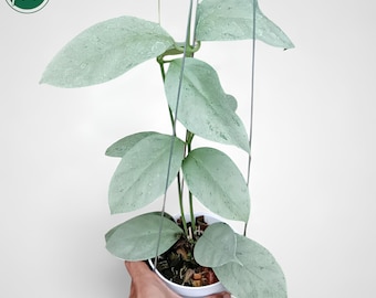 Hoya Latifolia Silver - Etsy Canada