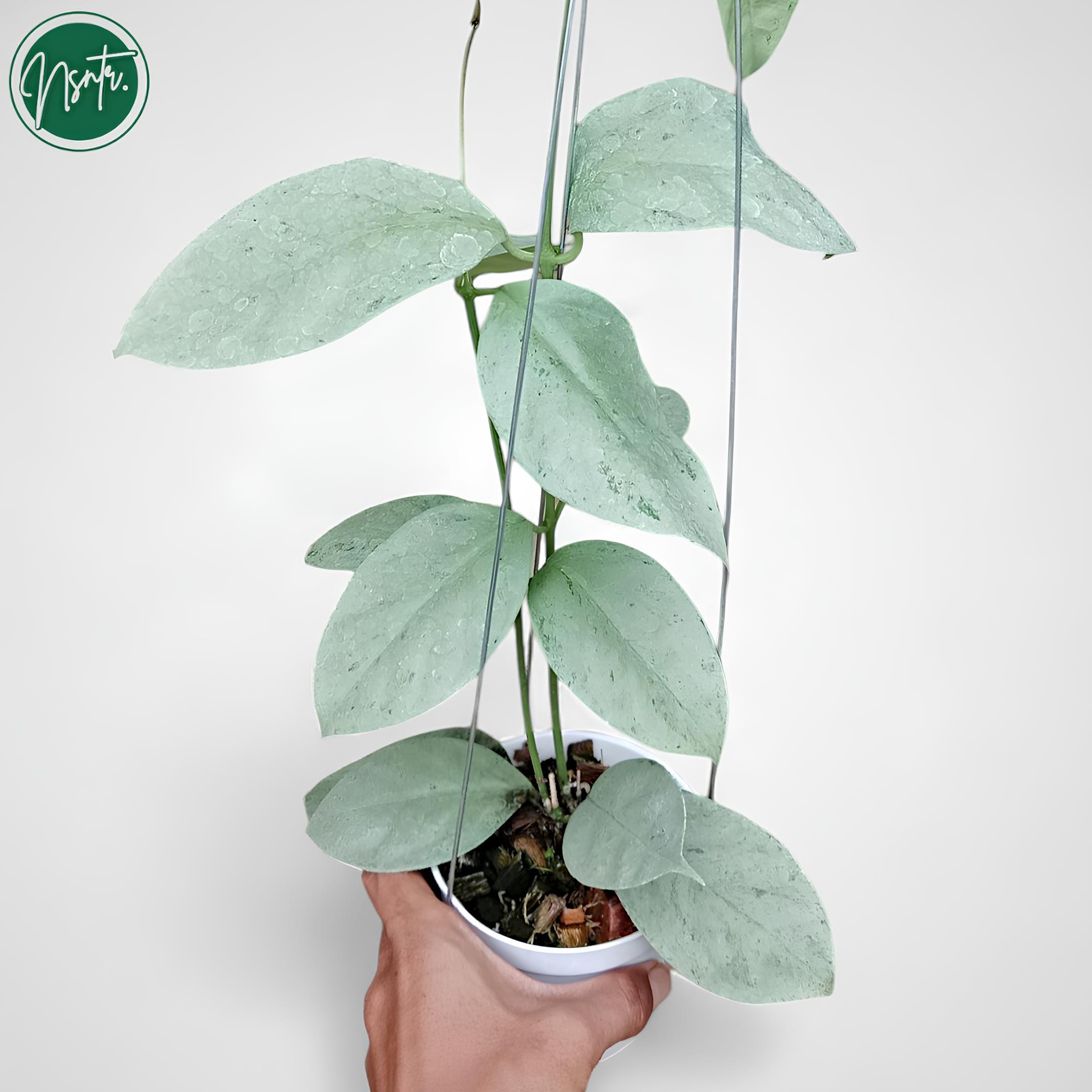 Hoya argentea princess - Etsy 日本