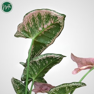 Könnte beinhalten: Eine rosa und grüne Zimmerpflanze mit großen, panaschierten Blättern. Die Blätter haben ein geflecktes Muster aus Rosa und Grün.