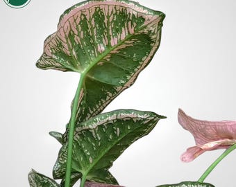 斑入りバナナ ムサノノ(ピンク)Musa nono variegata 選択可能】ムサ 'ノノ ピンク斑入り'（バナナ） – RARE PLANTS