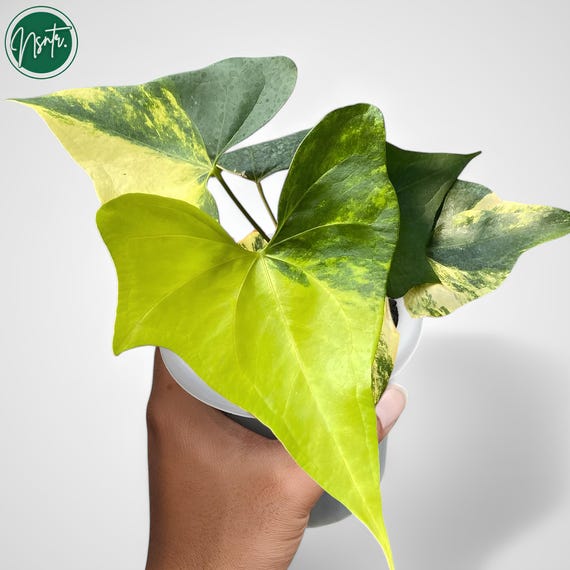 アンスリウム プテロダクティル 斑入り 希少 ユニーク 植物 - Etsy 日本