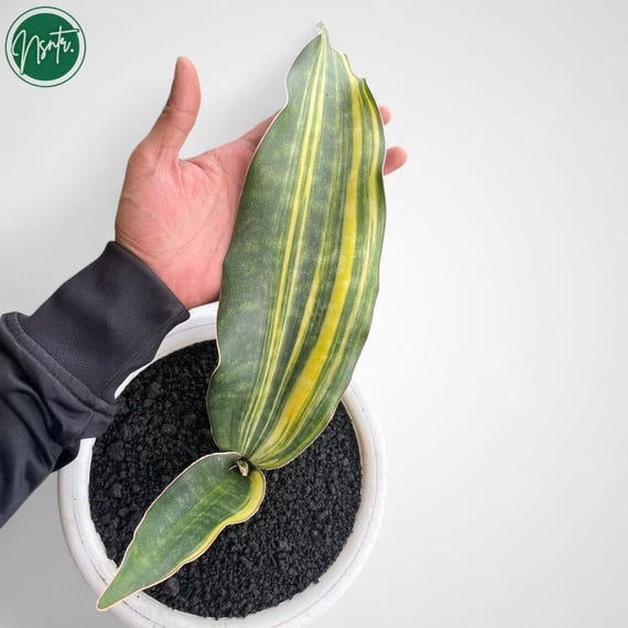 Sansevieria Kirkii Coral Blue Variegated Rare Uniqe Snake Plant - Etsy