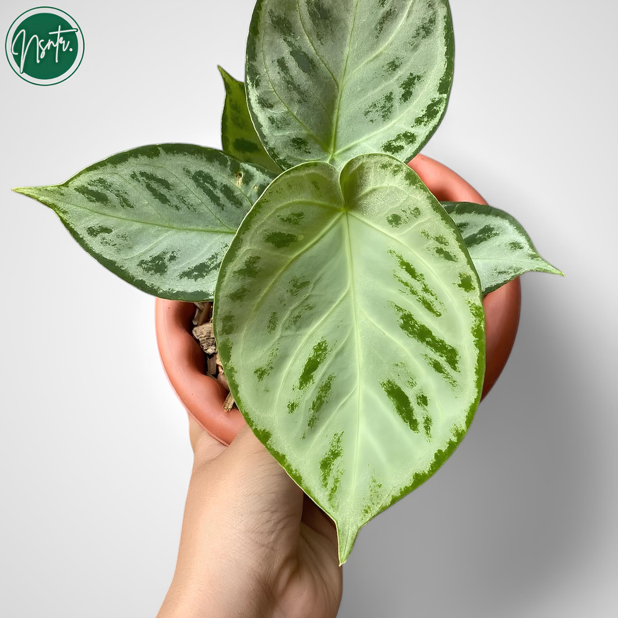 Anthurium Silver Chrome Rare Uniqe Plant - Etsy