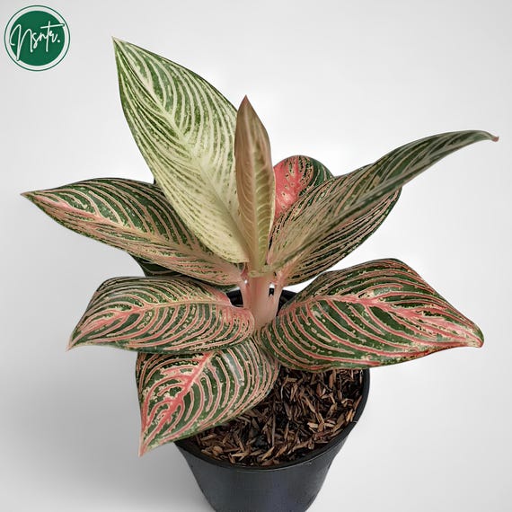 Aglaonema Golden Hope Rare Uniqe Ornamental Plant - Etsy