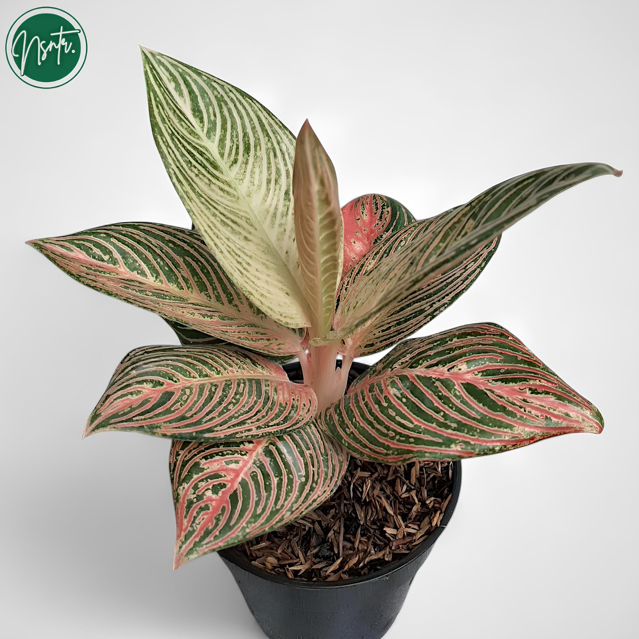 Aglaonema Golden Hope 大 Aglaonema Golden Hope Tropical Plants ORAMICIN – oramicin