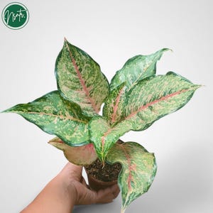 Puede incluir: Una planta de interior verde y blanca con variegación rosa en una maceta marrón. La planta tiene hojas grandes y puntiagudas.