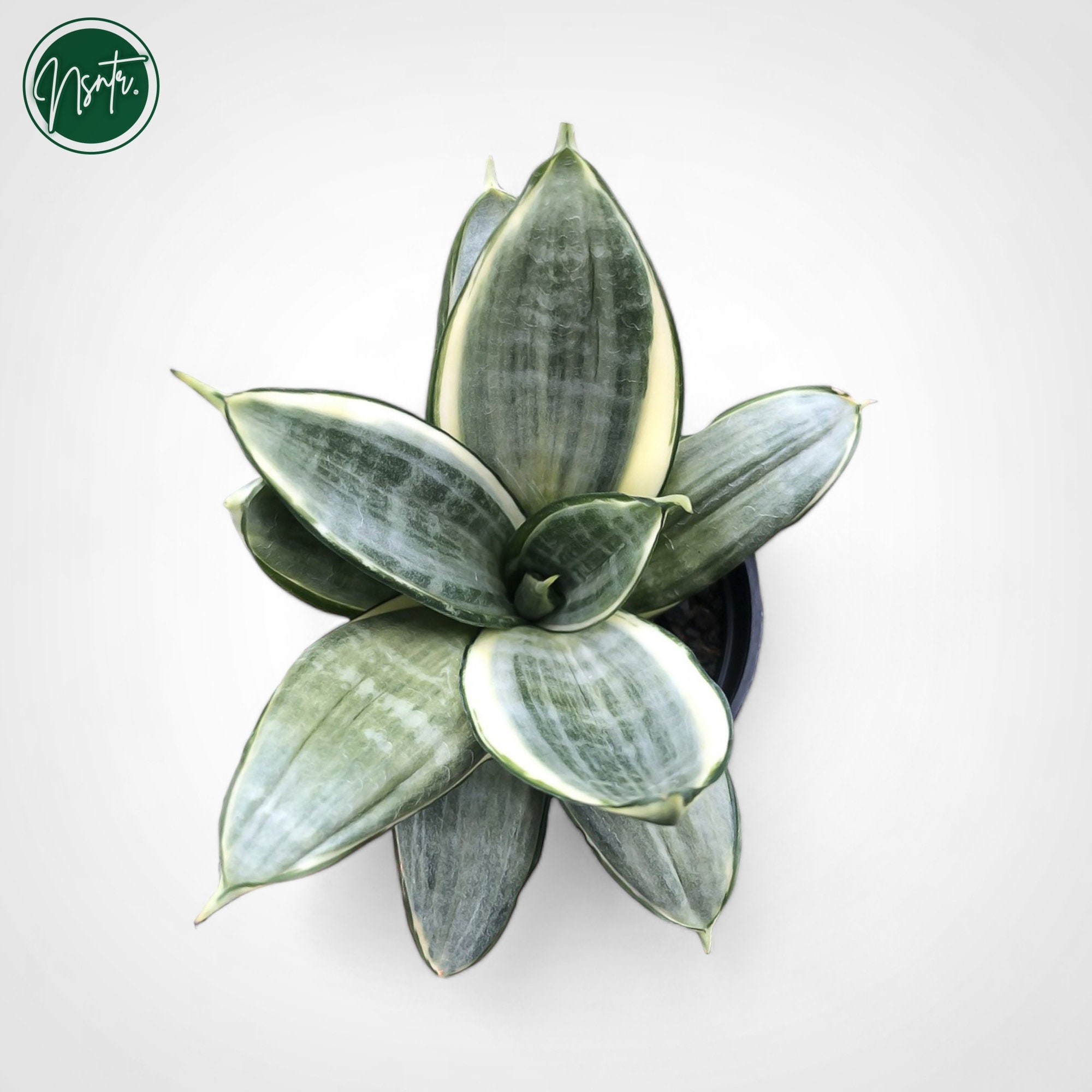 Sansevieria Silver Frost Rare Uniqe Snake Plant - Etsy