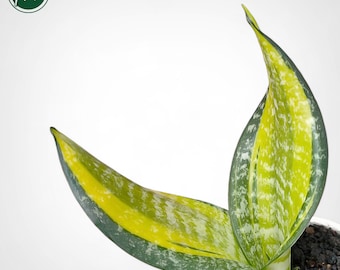 激レア サンスベリア mecufi mozambique sansevieria Sansevieria Sp Mecufi Mozambique Medium Size Rare Snake Plant - Etsy