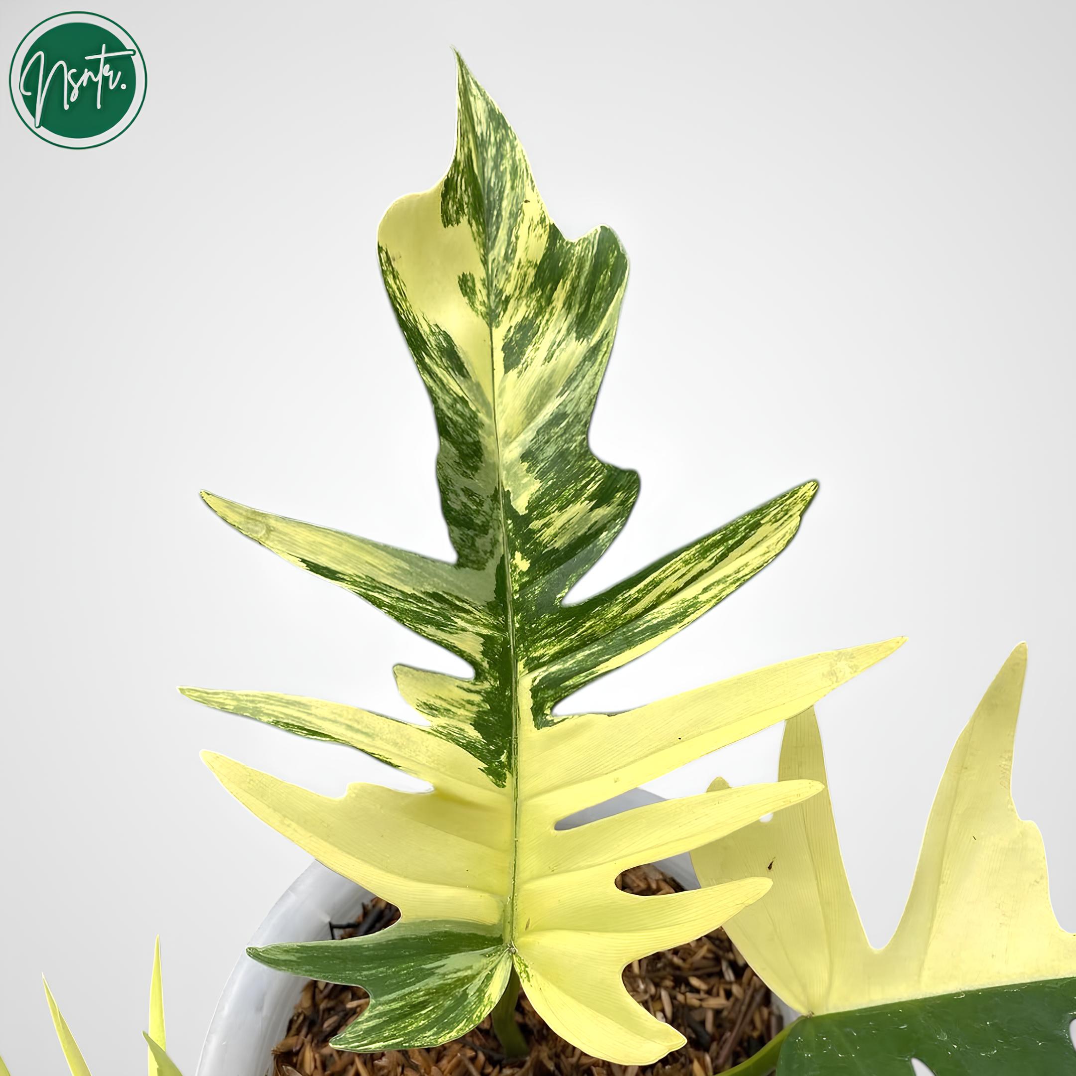 Philodendron Florida Beauty X Tortum Flotum Variegated Rare Uniqe