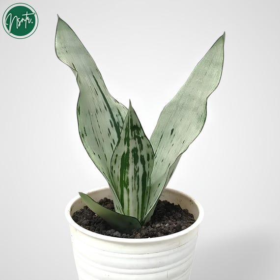 Sansevieria Trifasciata Brasilianisch Moonshine Seltene Einzigartige  Schlangenpflanze - Etsy sterreich