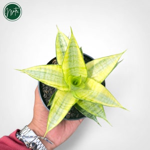 May include: A top-down view of a potted snake plant with vibrant yellow and green striped leaves. The plant is in a black pot, held by a hand. The plant's leaves radiate outwards, creating a star-like shape. The logo "Nsntr" is in the top left corner.