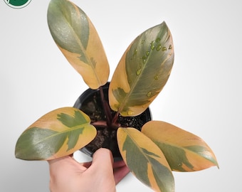 フィロデンドロン ブラック カーディナル 斑入り No.2 1 本 - Etsy 日本