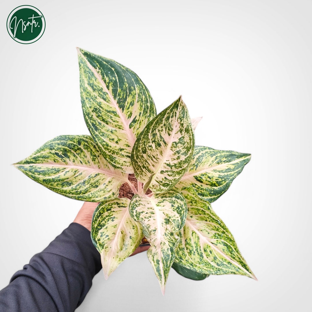 アグラオネマ ホワイト ティアラ 珍しいユニークな植物 - Etsy 日本