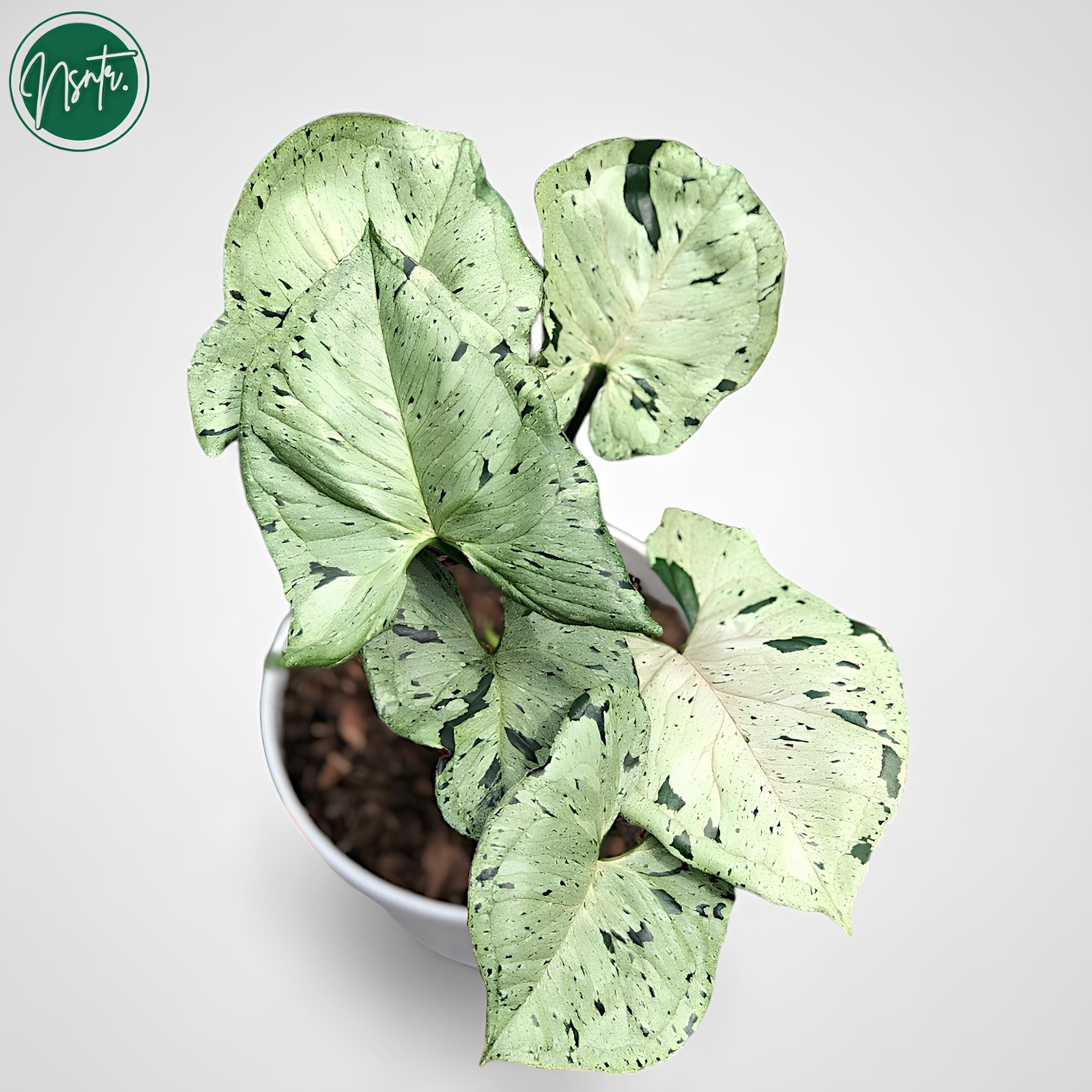 シンゴニウム グリーンスプラッシュ 斑入りユニーク植物 - Etsy 日本