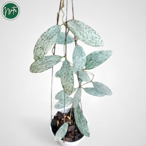 Hoya mathilde silver - Etsy 日本