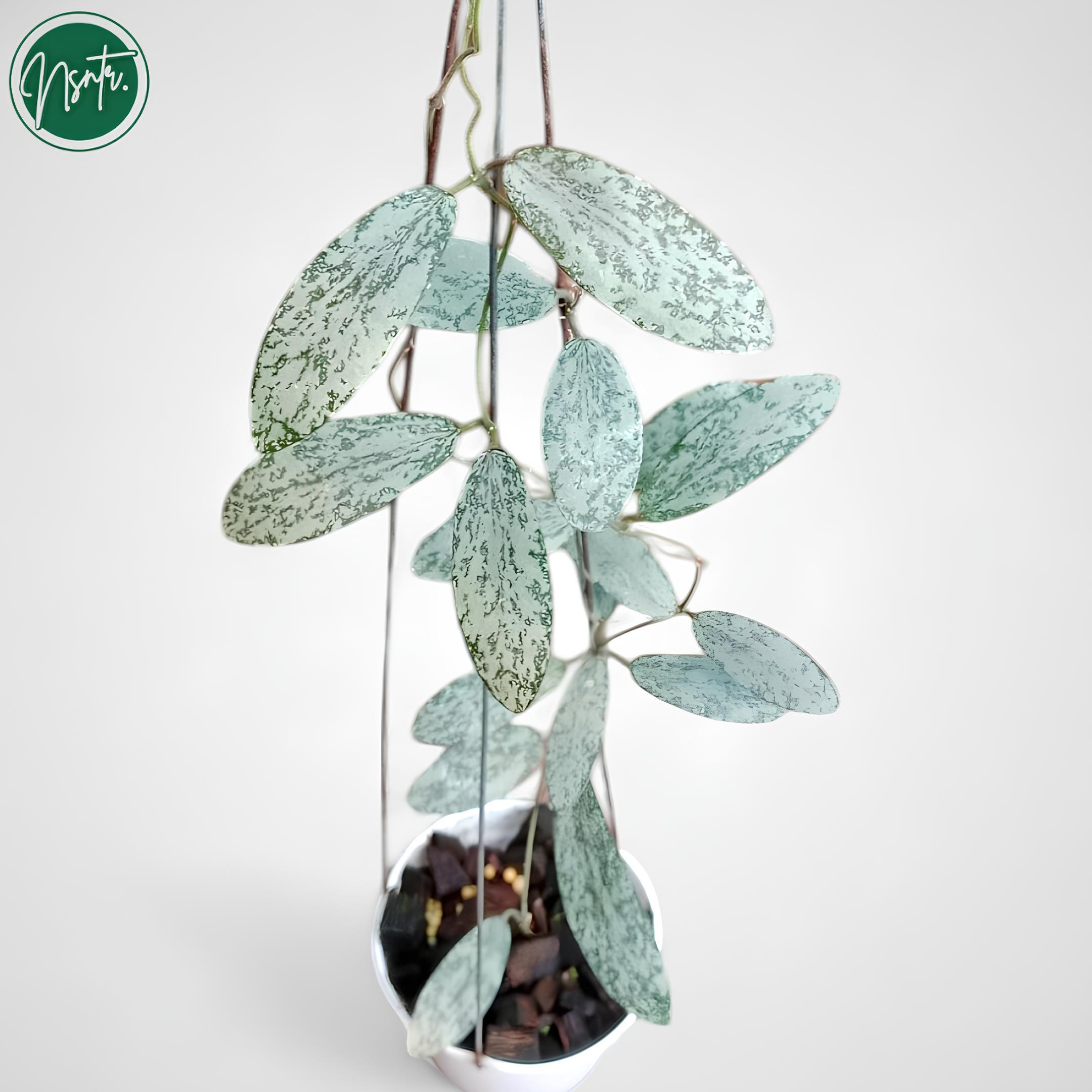 Hoya sigillatis - Etsy 日本