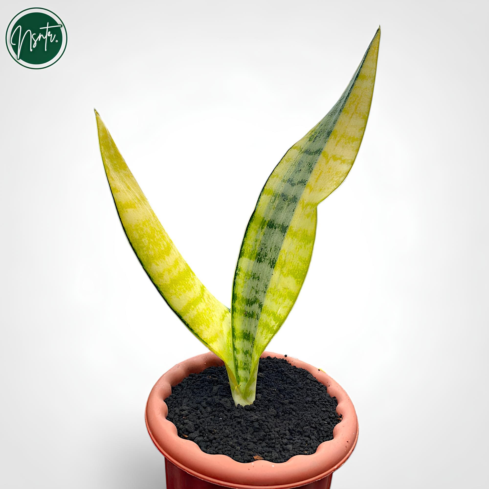 Sansevieria Aubrytiana Rare Uniqe Snake Plant - Etsy