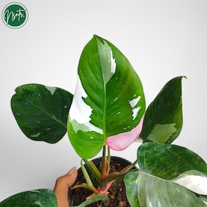 fade plant Jade Plant