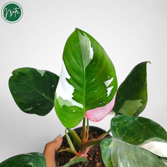 Philodendron White Princess Tricolor Variegated Rare Uniqe Plant - Etsy