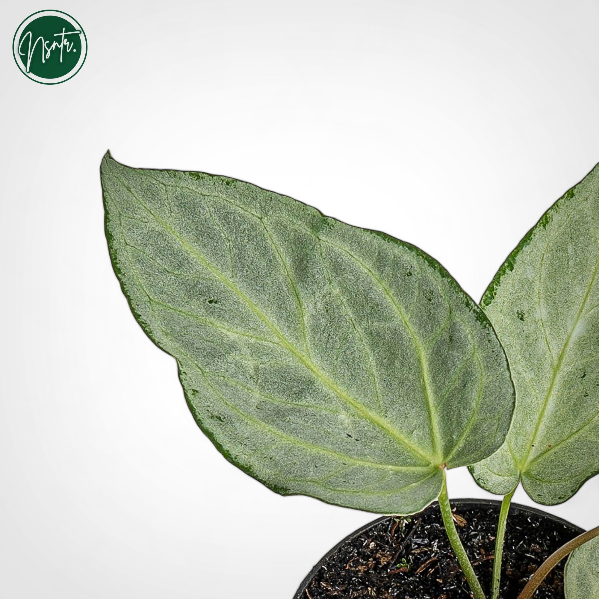 Anthurium Silver Chrome Rare Uniqe Plant - Etsy