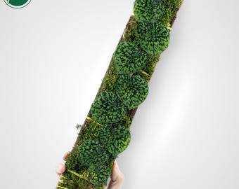 May include: A long, wooden plank with green moss and a row of green, heart-shaped leaves with white spots. The leaves are attached to the plank with twine.