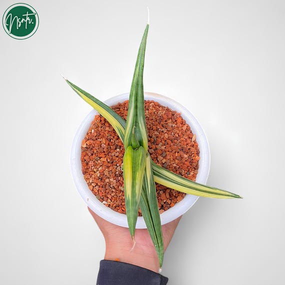 Sansevieria Ed Eby Paten Variegated Rare Uniqe Snake Plant - Etsy