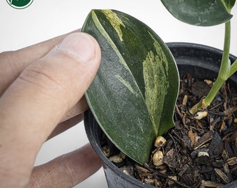 Scindapsus Treubii Dark Variegated Rare Uniqe Plant - Etsy