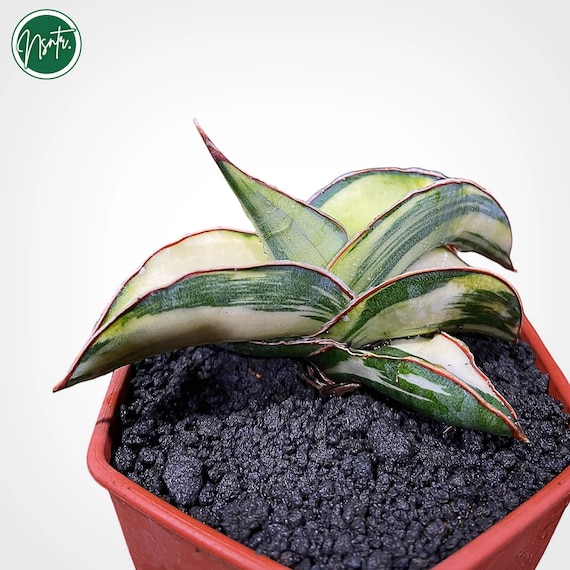 Sansevieria Samurai Dwarf White Variegated Rare Uniqe Snake