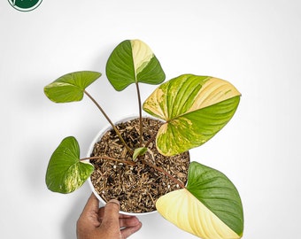 Homalomena black velvet variegata 【公式通販】