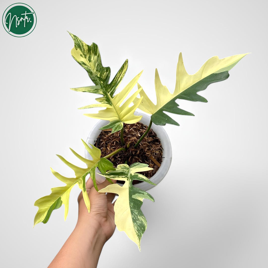Philodendron Florida Beauty X Tortum Flotum Variegated Rare Uniqe