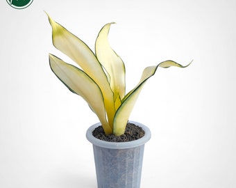Sansevieria Golden Asahi Mutation Rare Uniqe Snake Plant
