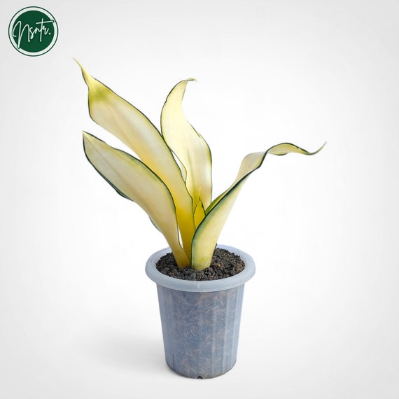 Sansevieria Golden Asahi Mutation Rare Uniqe Snake Plant - Etsy
