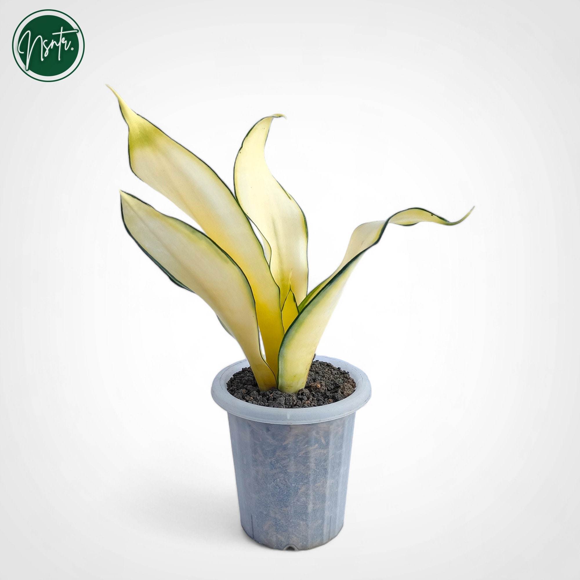Sansevieria Golden Asahi Mutation Rare Uniqe Snake Plant - Etsy