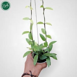 Hoya Lacunosa Gold Lunar Rare Uniqe Jungle Pflanze
