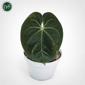 Anthurium Hoffmanii Hybrid Rare Uniqe Plant