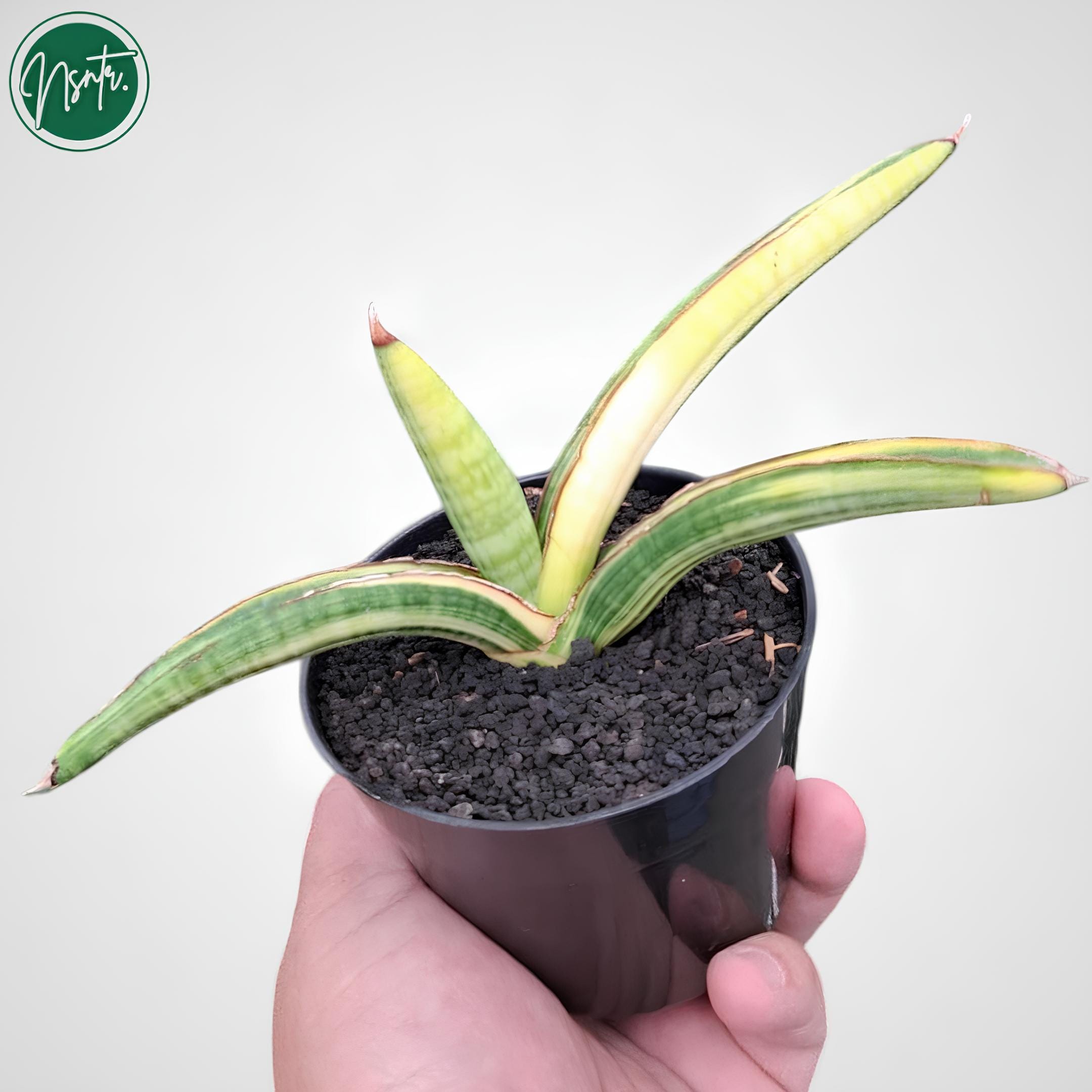 Sansevieria Personii Variegated Rare Uniqe Snake Plant - Etsy