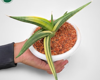 topfpflanze mit orangen blten Korbmarante Calathea Crocata Zimmerpflanze 14cm 45cm kaufen
